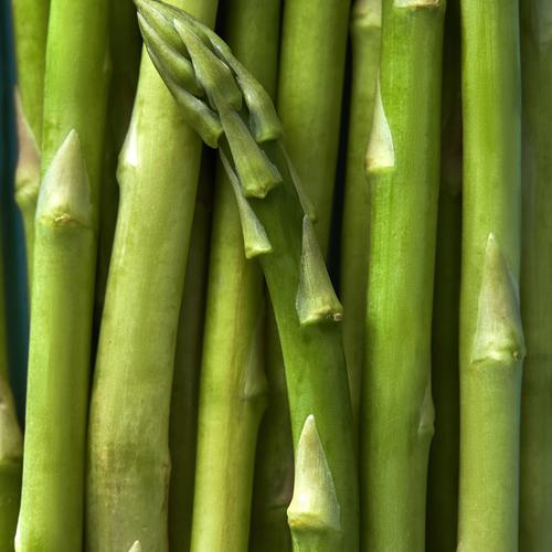 Beautiful green asparagus stalks zoomed in to fill the entire frame.