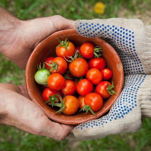 Bright tomatoes in a bowel, held by 2 sets of hands -- one pair wearing gardening gloves.