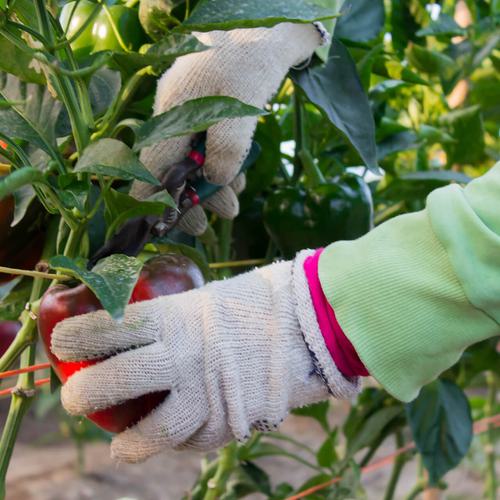 A worker wearing gloves harvesting red peppers.