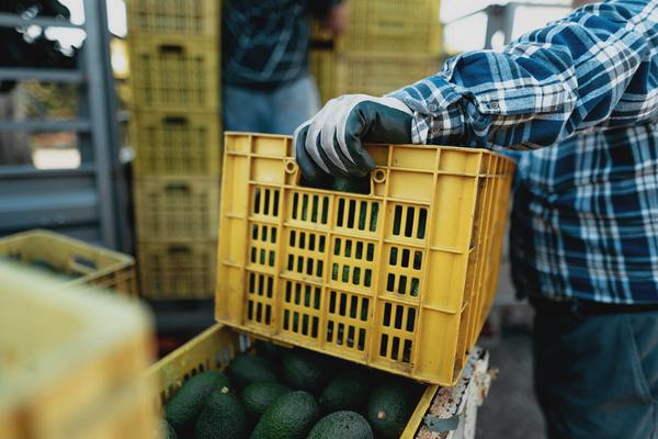 A worker loading freshly picked avocados onto a palette.