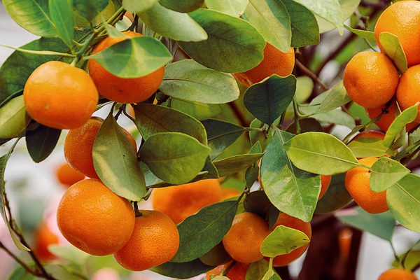 A beautiful green orange tree with many oranges waiting to be picked.