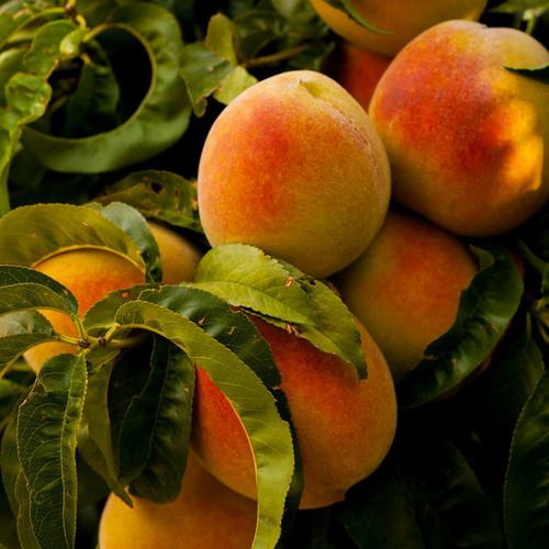 Bright orange peaches nested in a tree.
