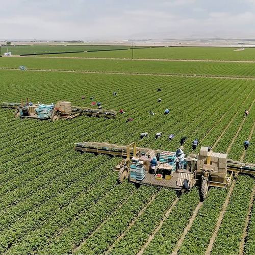 An extra wide shot of farmers working strawberry fields is taken from a height at a far distance.