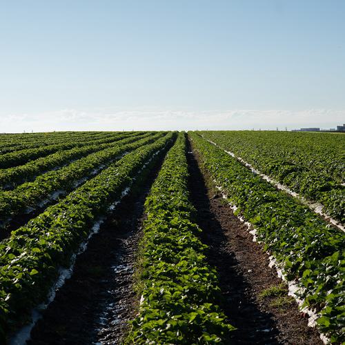 An image looking down the rows of strawberry plants in a field.