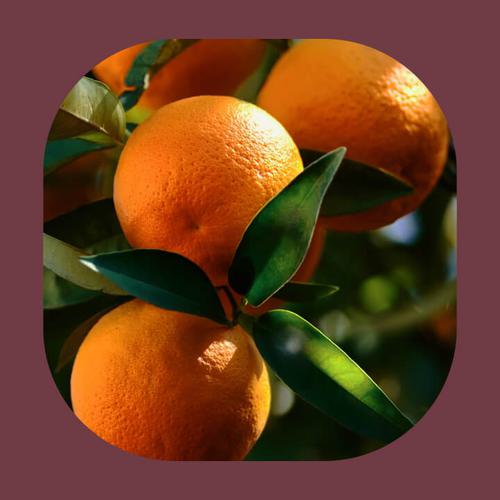 Several brightly colored oranges nested in a tree