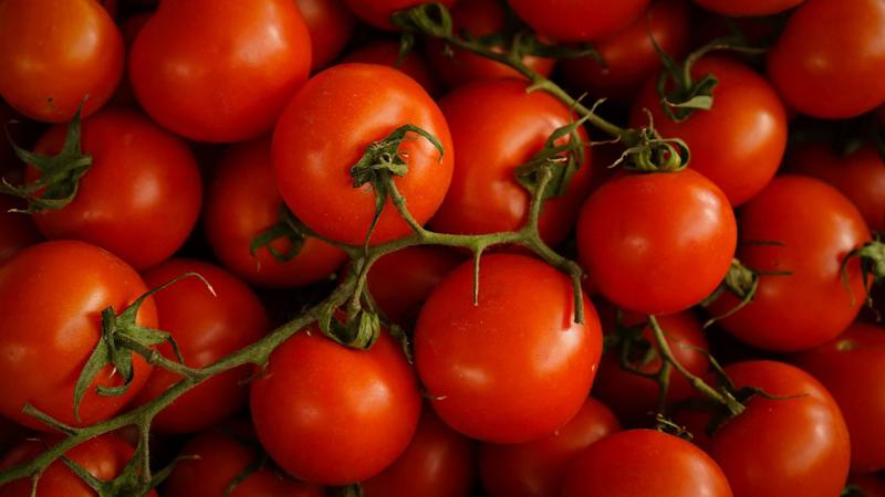 Close-up shot of beautiful red tomatoes taking up the entire image.